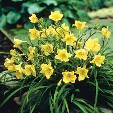 Happy Returns Daylily - Container #1